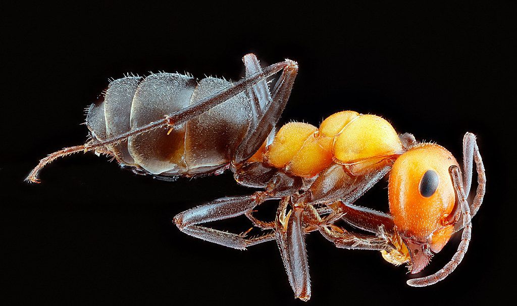 Ant Control service in Mansfield, TX