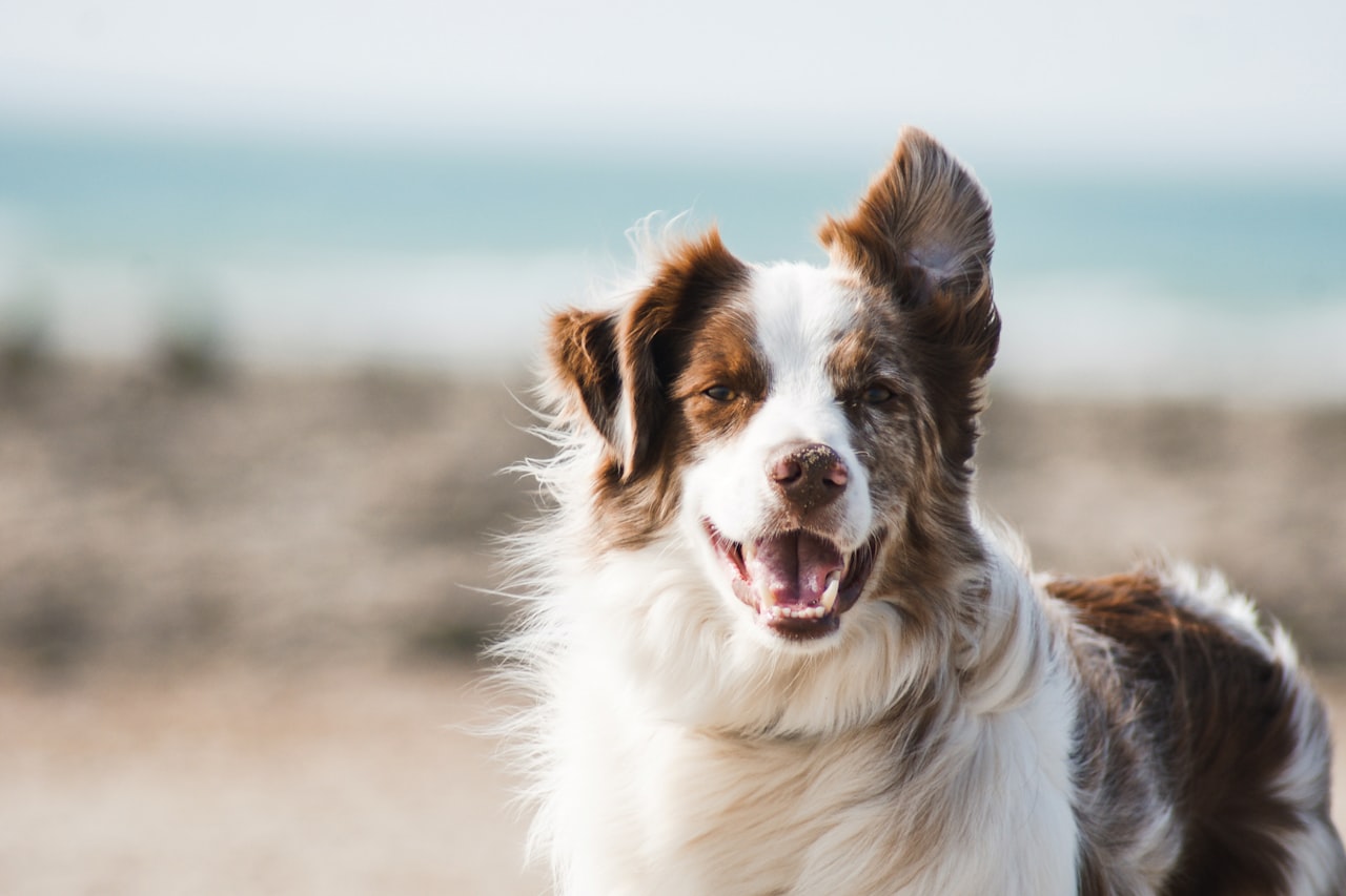 Flea & Tick Control service in Mansfield, TX