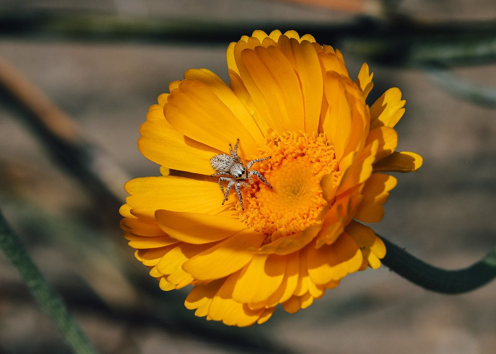 Spider Control service in Mansfield, TX